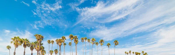 Palm trees and blue sky in California — Stock Photo, Image