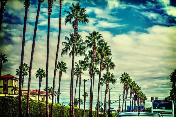 Palme sul bordo della strada a Los Angeles — Foto Stock