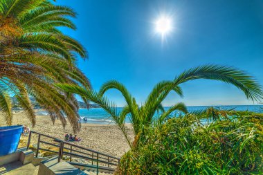 Laguna Beach palmiye ağaçlarında parlayan güneşin altında