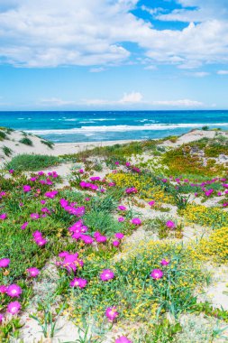 Platamona kıyı deniz pembe çiçekler