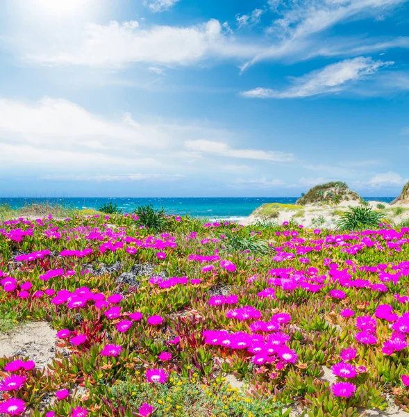 Flores cor de rosa e água azul-turquesa em Platamona — Fotografia de Stock