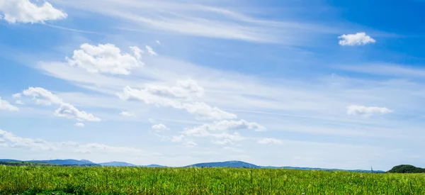 Zielone kolce pod błękitne niebo w wiosenny — Zdjęcie stockowe