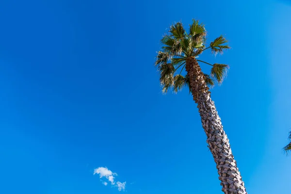 Palm under a blue sky — Stock Photo, Image