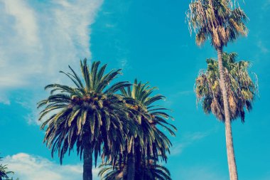 Los Angeles'ta palmiye ağaçları açık bir gökyüzü altında
