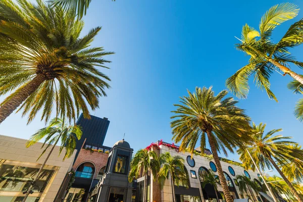 Palmiers à Beverly Hills — Photo
