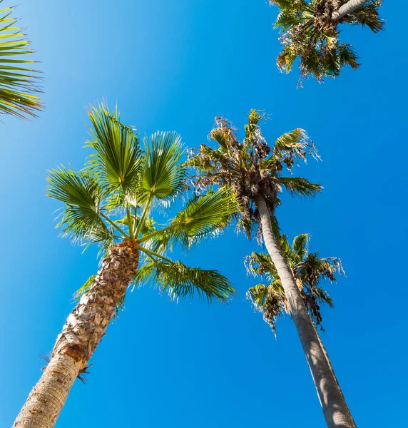 Aşağıda görülen uzun palmiye ağaçları — Stok fotoğraf