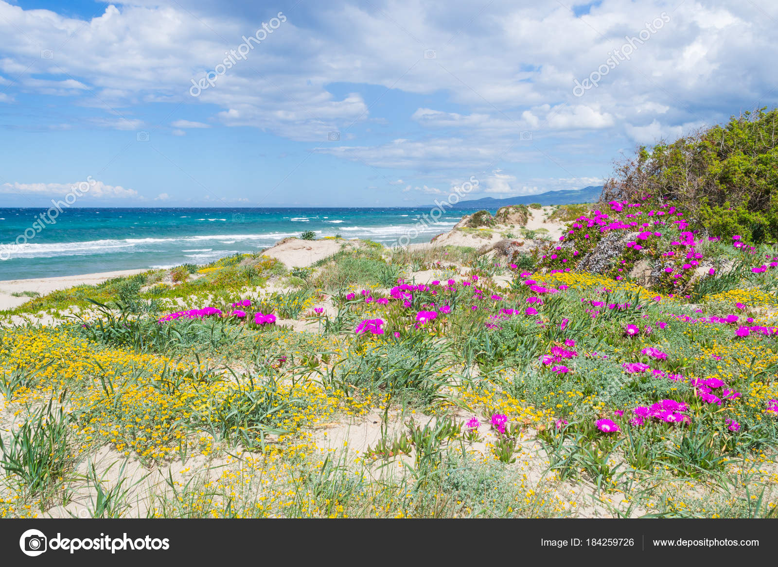 Fleurs Roses Au Bord De La Mer En Sardaigne Photographie