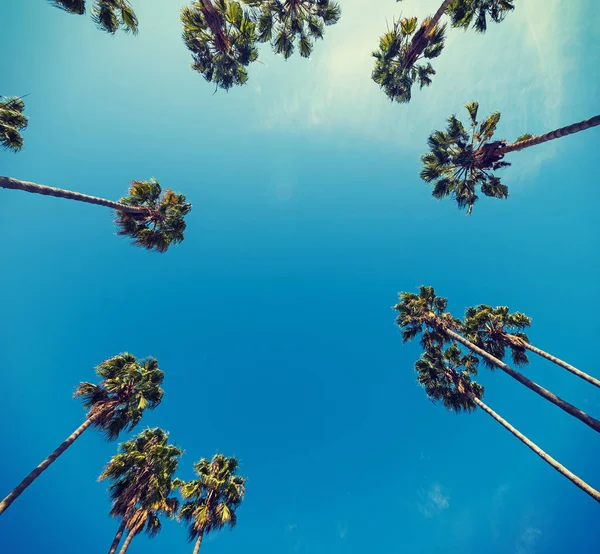Palmbomen van onderen gezien — Stockfoto