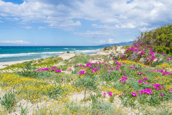 Růžové květy u moře v destinaci Sardinie — Stock fotografie