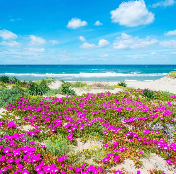 Fleurs en bord de mer à Platamona plage — Photo