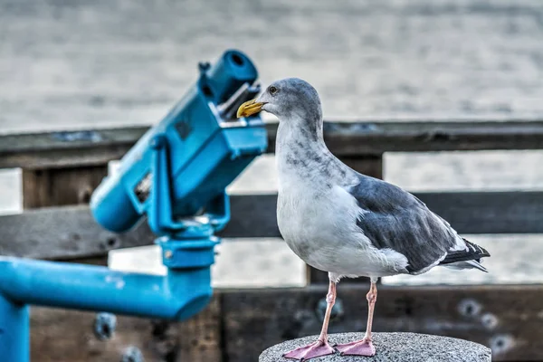 Seagull in Pier 39 — Stockfoto