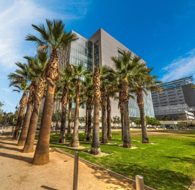 Bulutsuz bir günde Los Angeles şehir merkezinde palmiyeler