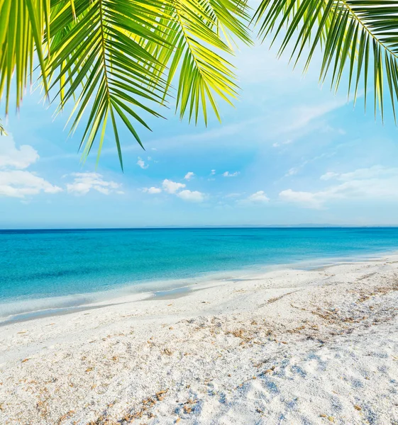 Palmboom over een tropisch strand — Stockfoto