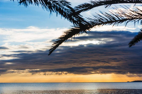 Palmier lângă mare în Alghero la apus de soare — Fotografie, imagine de stoc
