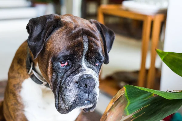 Portrét boxerského psa — Stock fotografie
