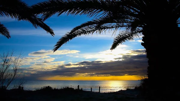 Silhouettes de palmiers au bord de la mer au coucher du soleil — Photo