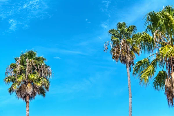 Palm trees under a blue sky in Los Angeles — Stock Photo, Image