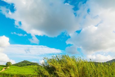 Bahar yeşil alan üzerinde yumuşak bulutlar