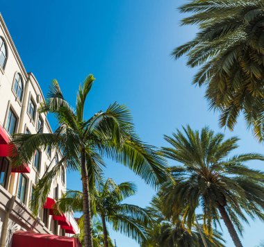 Palmiye ağaçları Beverly Hills