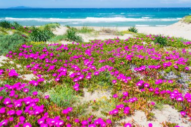 Platamona plaj deniz pembe çiçekler