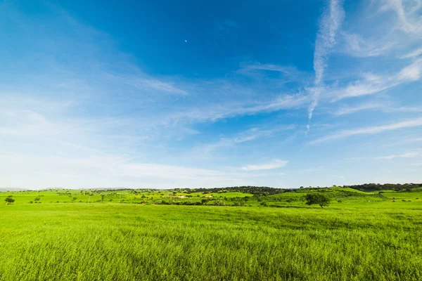 Modrá obloha nad zeleným polem v jarní — Stock fotografie