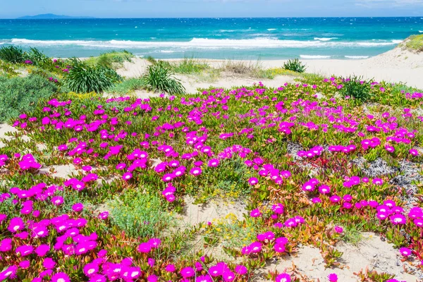Platamona समुद्र तट में समुद्र के किनारे गुलाबी फूल — स्टॉक फ़ोटो, इमेज