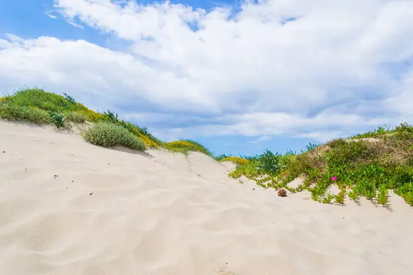 Песчаная дюна на побережье Платамоны — стоковое фото