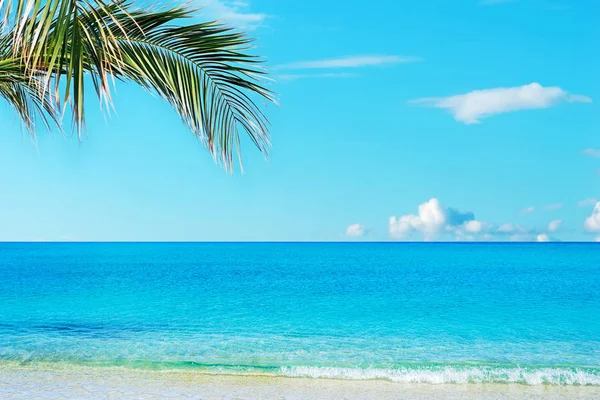 Palmiye ağacı üzerinde plaj — Stok fotoğraf