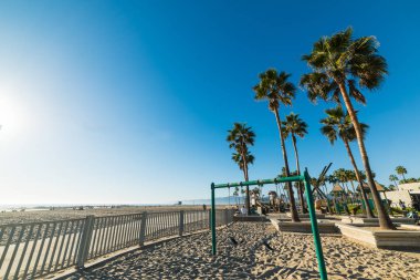 Venice Beach'te deniz kenarında palmiye ağaçları