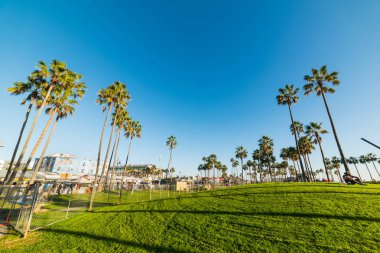 venice Beach Palm ağaçlar