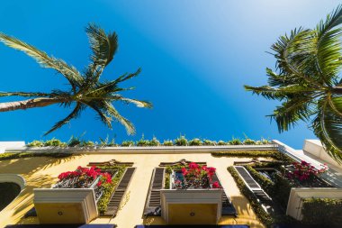 Güneşli bir Beverly Hills palmiye ağaçları