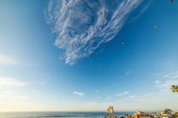 Les mouettes volent au-dessus du rivage de LA Jolla — Photo