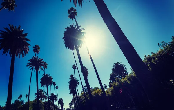 Sol brilhando sobre palmeiras altas em Los Angeles — Fotografia de Stock