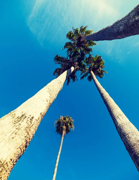 Tall palm trees seen from below in Southern California — Stock Photo, Image