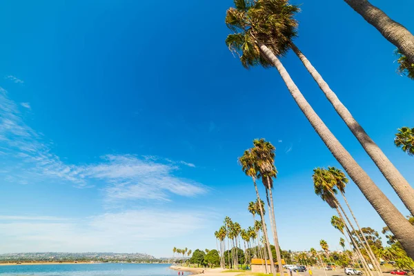 Palm trees by the sea in Mission Bay — Stock Photo, Image