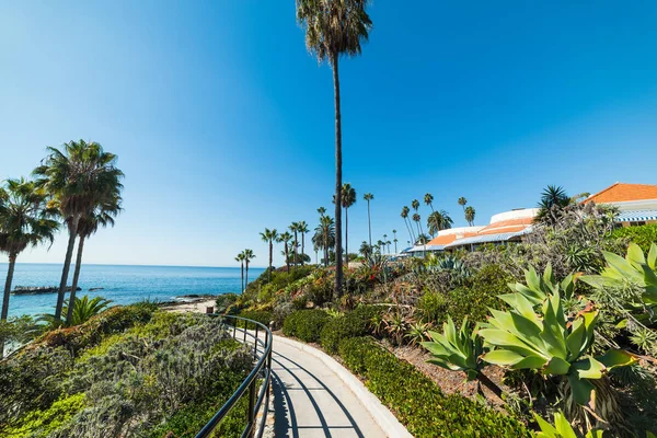 Palmbomen aan zee in Laguna Beach — Stockfoto