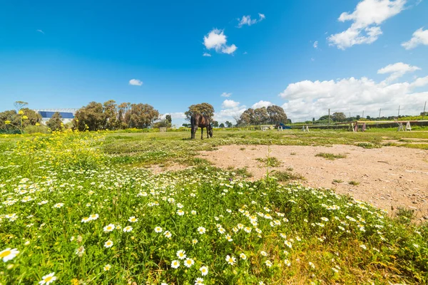 Brun häst betande i ett fält i blom — Stockfoto