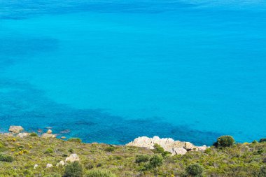 Sardunya kıyı şeridi mavi denizlerde