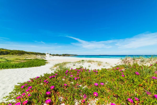 Fiori rosa sulla spiaggia di Rena Bianca — Foto Stock