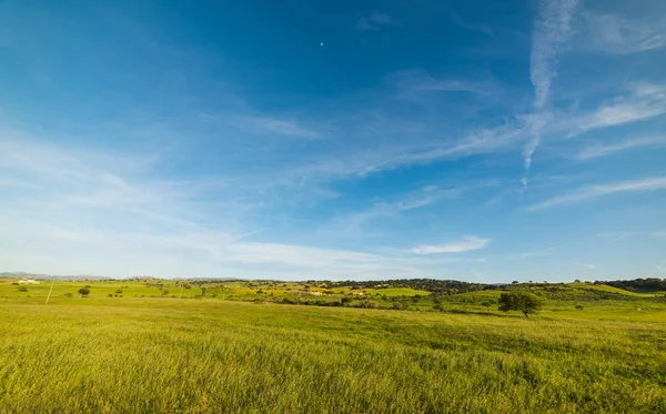 緑の草原、春の青い空 — ストック写真