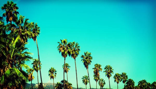 Palm trees with Hollywood sign on the background — Stock Photo, Image