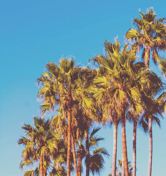 Palm trees under a blue sky in vintage tone — Stock Photo, Image