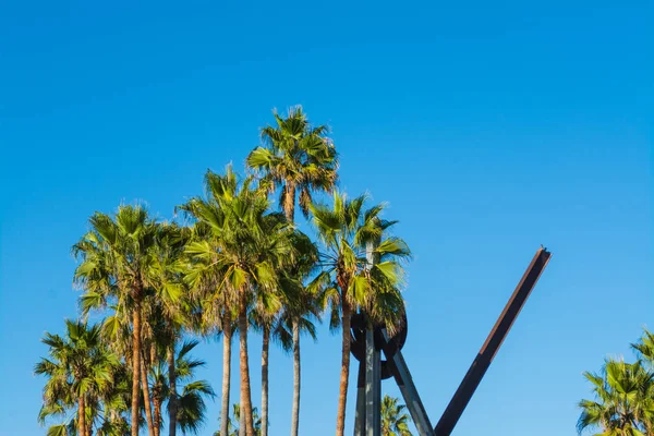 Palmer under en blå himmel i Venice Beach — Stockfoto