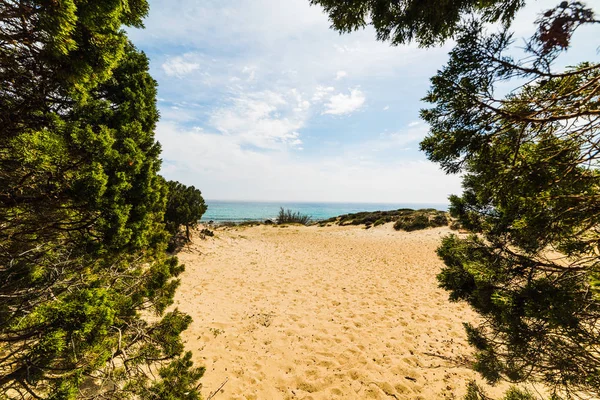 Pflanzen am Meer in porto sa ruxi — Stockfoto