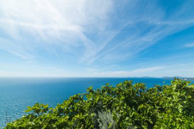 Yeşil bitkiler ve bahar mavi denizlerde