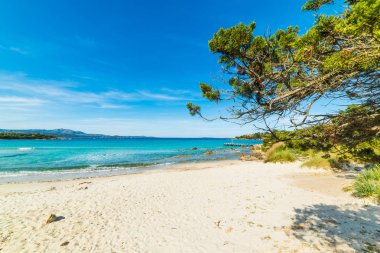 Rena Bianca sahilindeki deniz kenarındaki bitkiler. Sardunya, İtalya