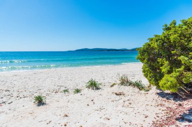 Çam ağacı ve beyaz kum Maria Pia Beach