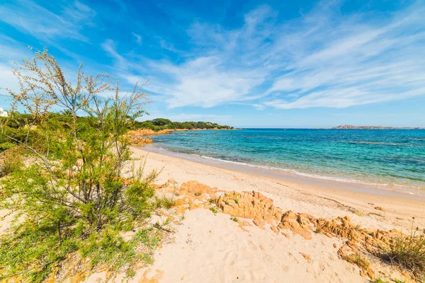 Piante Riva Mare Nella Spiaggia Romazzino Sardegna Italia — Foto Stock