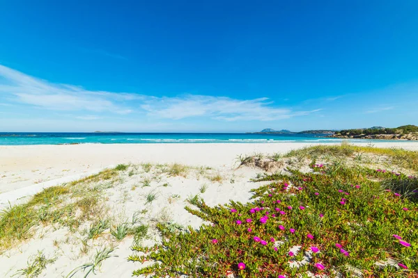 Spiaggia di sabbia bianca a Rena Bianca in Costa Smeralda — Foto Stock