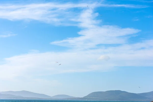 Gaviotas volando en un cielo azul sobre la orilla de Alghero —  Fotos de Stock